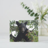 Carte Postale Petit ours d'ours noir dans un arbre (Debout devant)