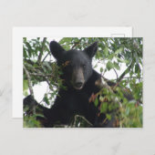 Carte Postale Petit ours d'ours noir dans un arbre (Devant / Derrière)