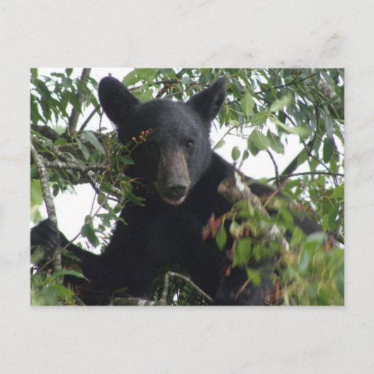 Carte Postale Petit ours d'ours noir dans un arbre (Devant)