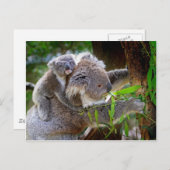 Carte Postale Petit ours koala bébé avec maman dans un arbre (Devant / Derrière)