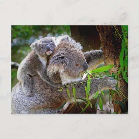 Carte Postale Petit ours koala bébé avec maman dans un arbre (Devant)