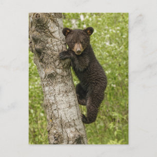 Carte Postale Petit Ours noir dans l'arbre