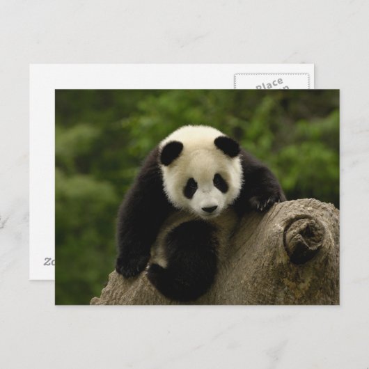 Carte Postale Petit panda géant (Devant / Derrière)
