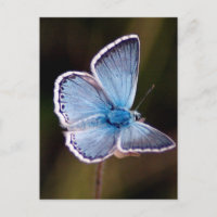 Carte postale Petit Papillon Bleu