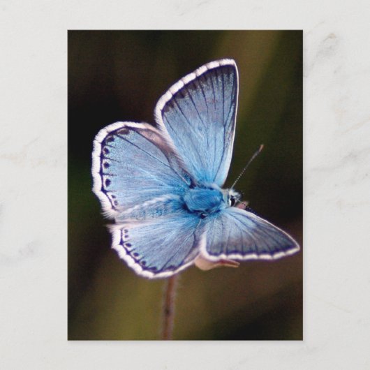 Carte postale Petit Papillon Bleu (Devant)