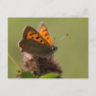 Carte Postale Petit Papillon en cuivre