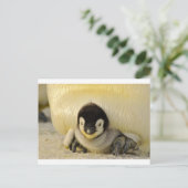 Carte Postale Petit pingouin (Debout devant)