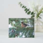 Carte postale Petit Pinson (Debout devant)