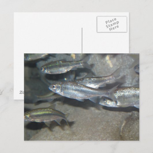 Carte Postale petit poisson (Devant / Derrière)