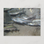 Carte Postale petit poisson (Devant)