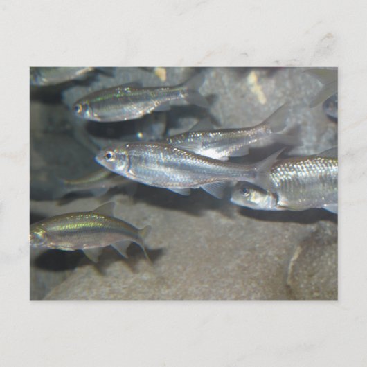 Carte Postale petit poisson (Devant)