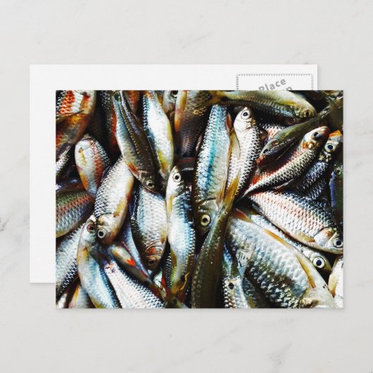 Carte Postale Petit poisson blanc (Devant / Derrière)