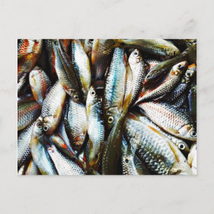 Carte Postale Petit poisson blanc
