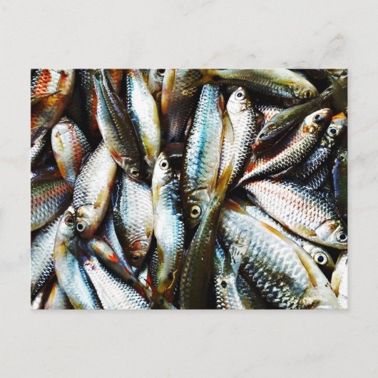 Carte Postale Petit poisson blanc (Devant)