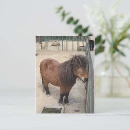 Carte Postale Petit poney (Debout devant)