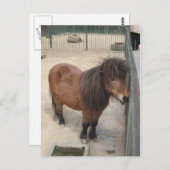 Carte Postale Petit poney (Devant / Derrière)