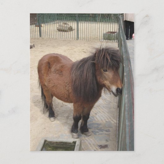 Carte Postale Petit poney (Devant)