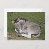 Carte Postale Petit poulain d'âne en bas (Devant / Derrière)
