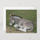 Carte Postale Petit poulain d'âne mignon dormant (Devant / Derrière)