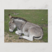 Carte Postale Petit poulain d'âne mignon dormant (Devant)