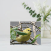 Carte Postale Petit poulet (Debout devant)