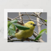 Carte Postale Petit poulet (Devant / Derrière)