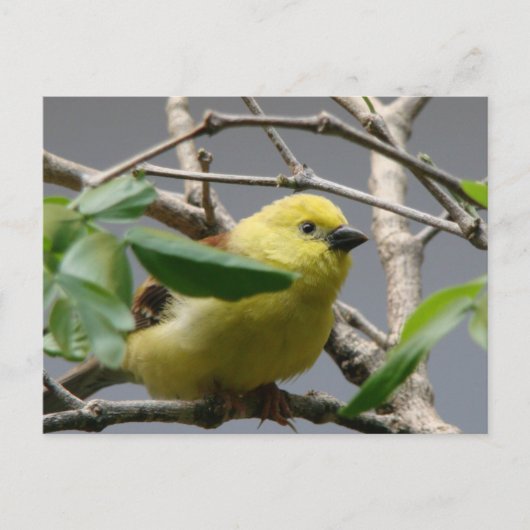 Carte Postale Petit poulet (Devant)