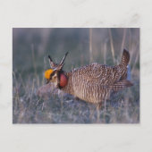Carte Postale Petit poulet des Prairies, Tympanuchus (Devant)
