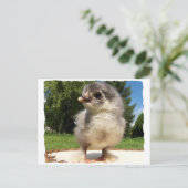 Carte Postale petit poussin duveteux (Debout devant)