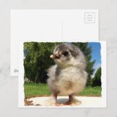 Carte Postale petit poussin duveteux (Devant / Derrière)