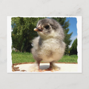 Carte Postale petit poussin duveteux