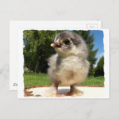 Carte Postale petit poussin moelleux (Devant / Derrière)