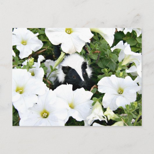 Carte postale petit puant (Devant)