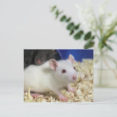 Carte Postale Petit rat (Debout devant)