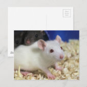 Carte Postale Petit rat (Devant / Derrière)