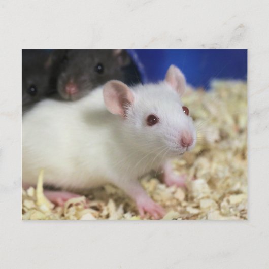 Carte Postale Petit rat (Devant)