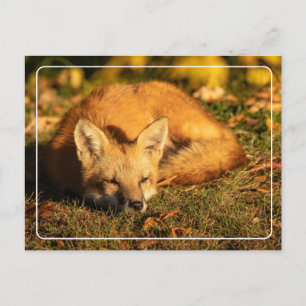 Carte Postale Petit renard endormi