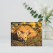 Carte Postale Petit renard endormi (Debout devant)