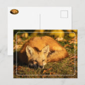 Carte Postale Petit renard endormi (Devant / Derrière)