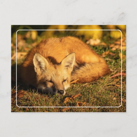 Carte Postale Petit renard endormi (Devant)