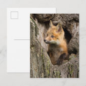 Carte Postale Petit Renard rouge dans un arbre Hollow (Devant / Derrière)