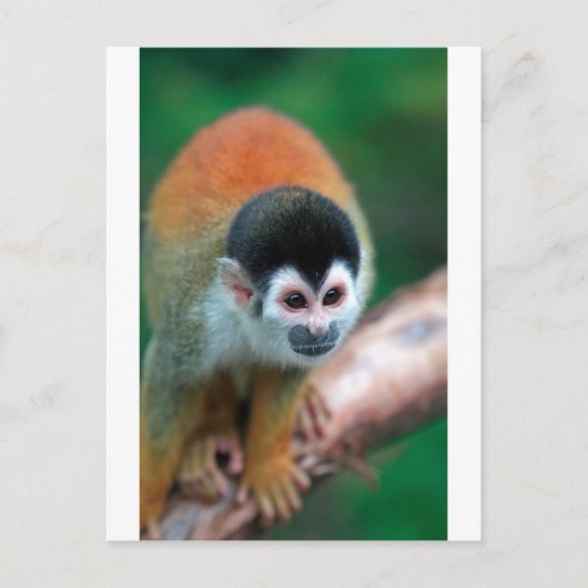 Carte Postale Petit singe écureuil Panama forêt tropicale (Devant)