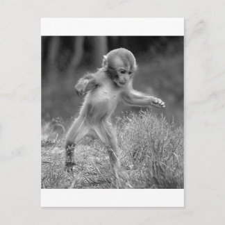 Carte Postale Petit singe fou