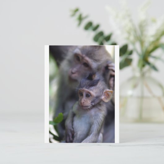 Carte Postale Petit singe macaque mignon (Debout devant)