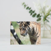 Carte Postale Petit tigre (Debout devant)