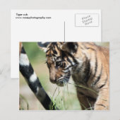 Carte Postale Petit tigre (Devant / Derrière)