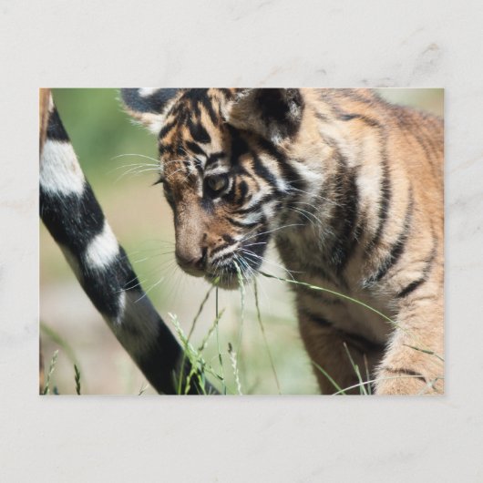 Carte Postale Petit tigre (Devant)