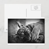 Carte Postale Petit tigre (Devant / Derrière)