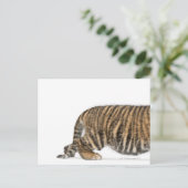 Carte Postale Petit tigre de Sumatra 2 (Debout devant)