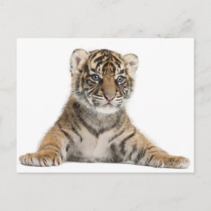 Carte Postale Petit tigre de Sumatran